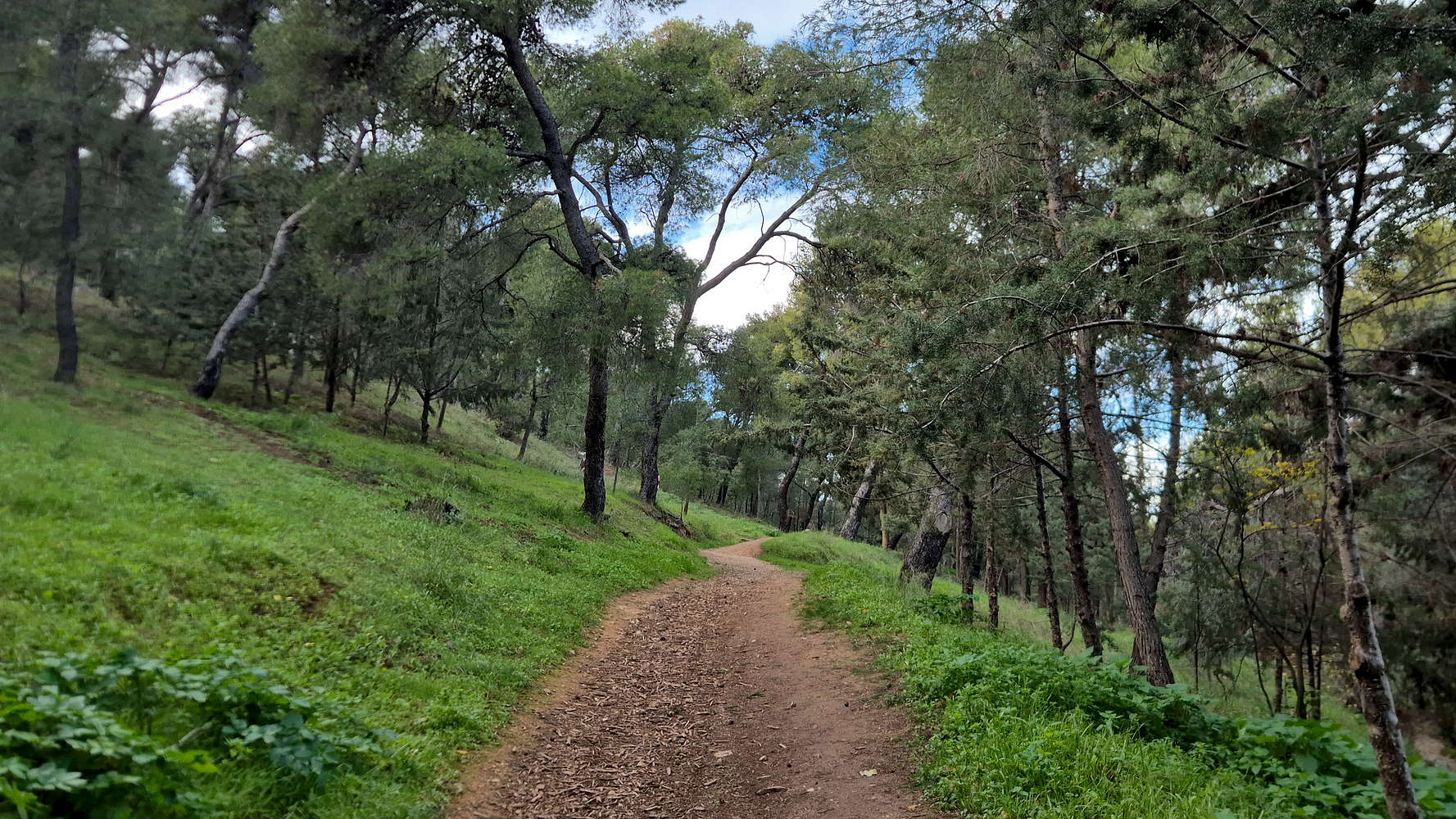 The lower forest trail.