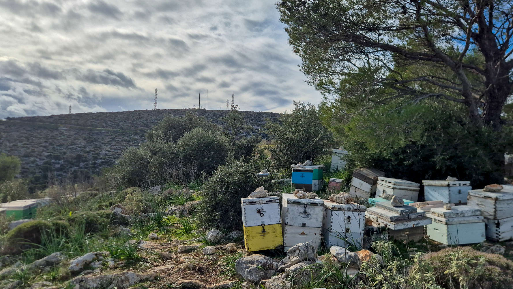 By the end of the beehives now.
