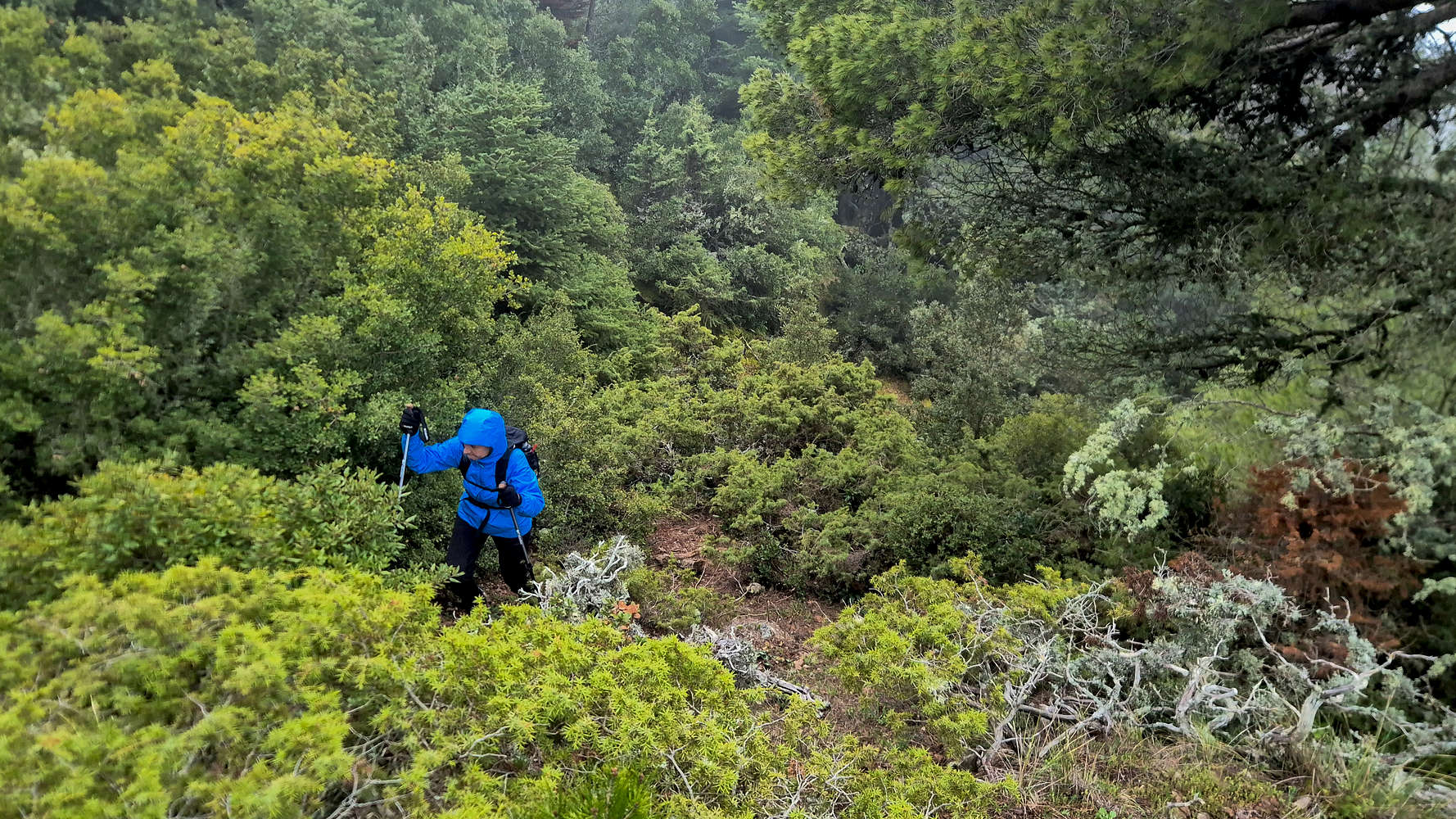 Bushwhacking just meters from the summit.