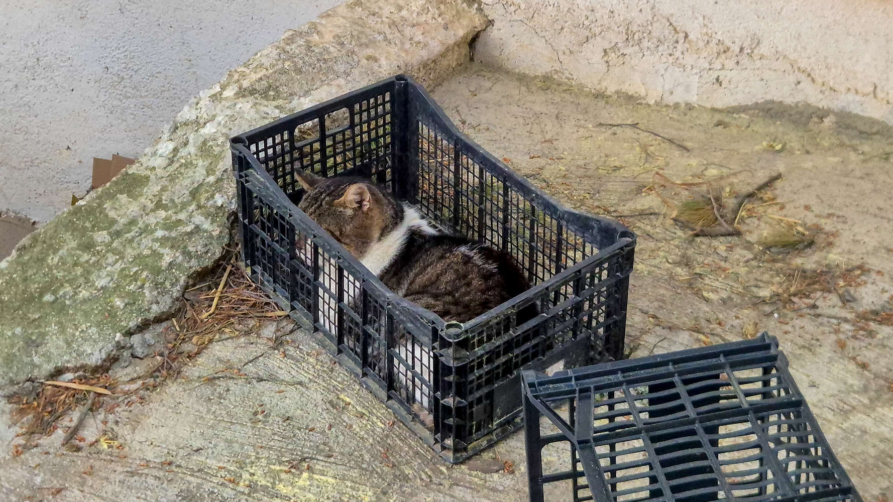 A cat following its own monastic practice.