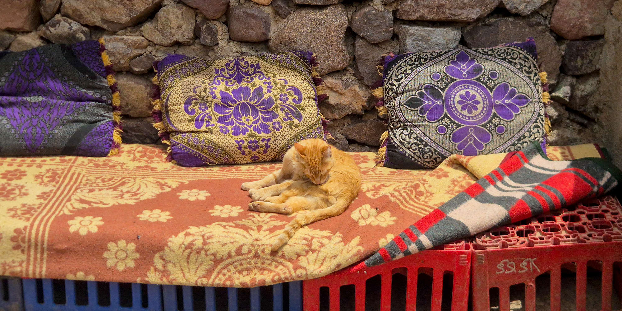 Our feline friend enjoys the sun at 2,870m.