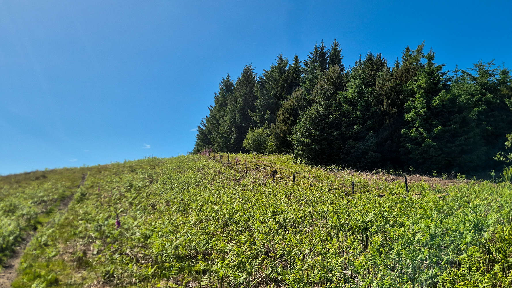 Traversing along the Firs.