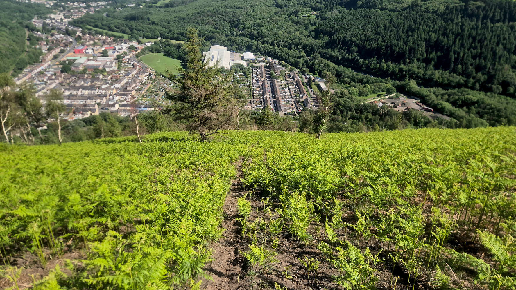 Looking down the South slope.