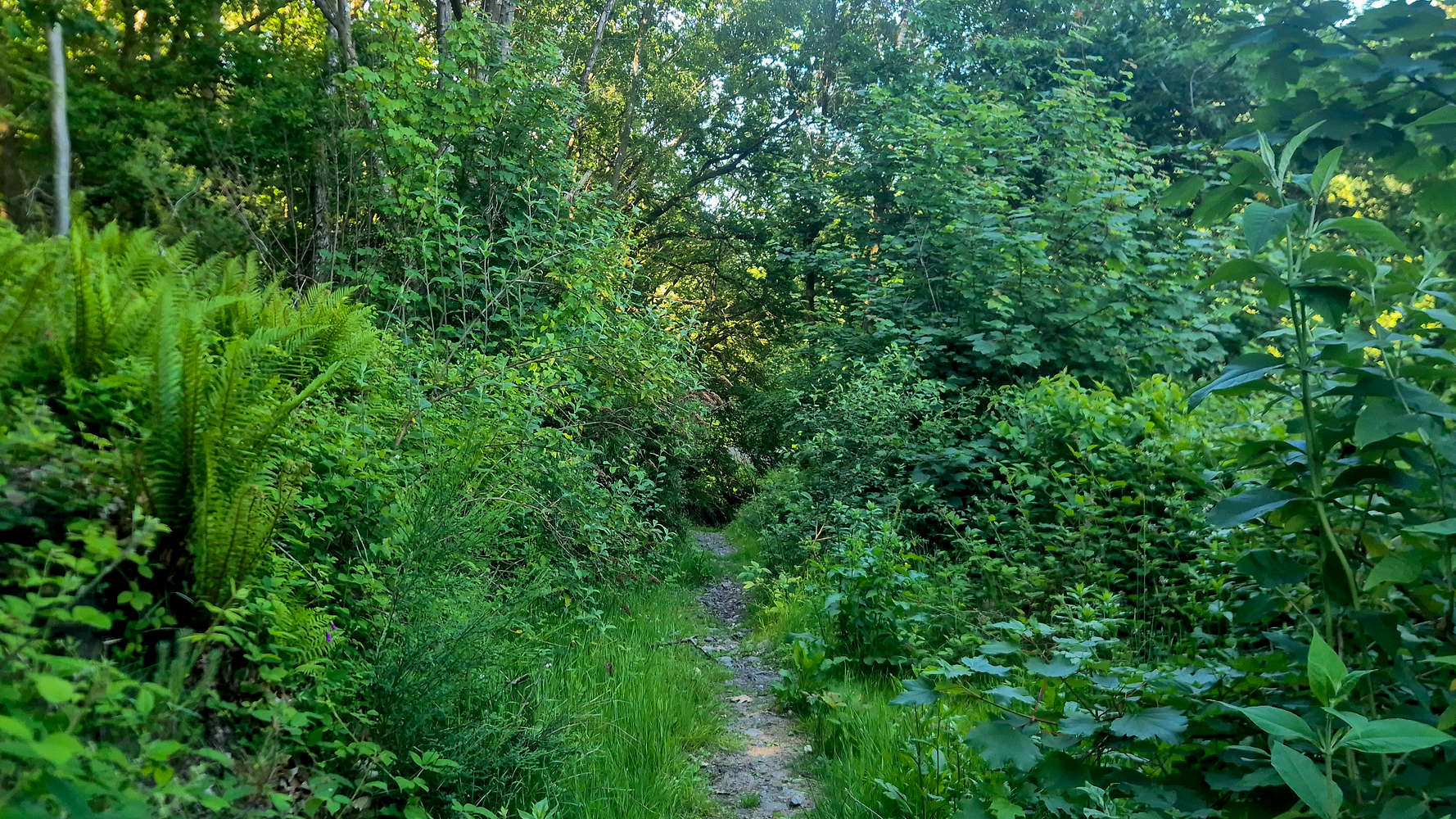 A short but refreshing section of forest.