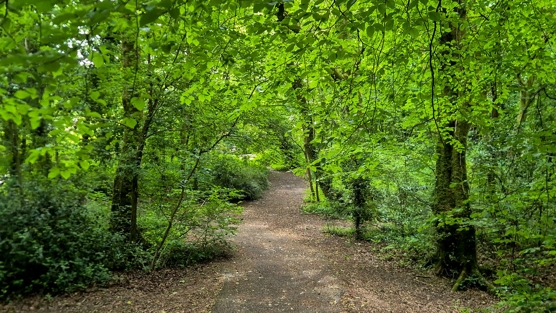 Lush forest besides the Taff.