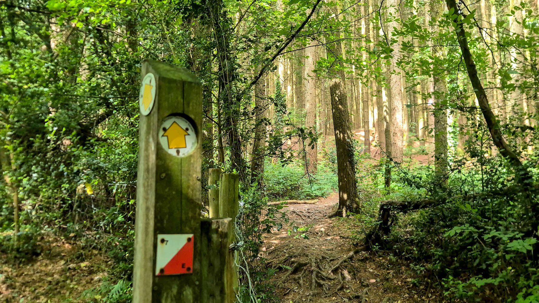 Intersection at the base of the forest.