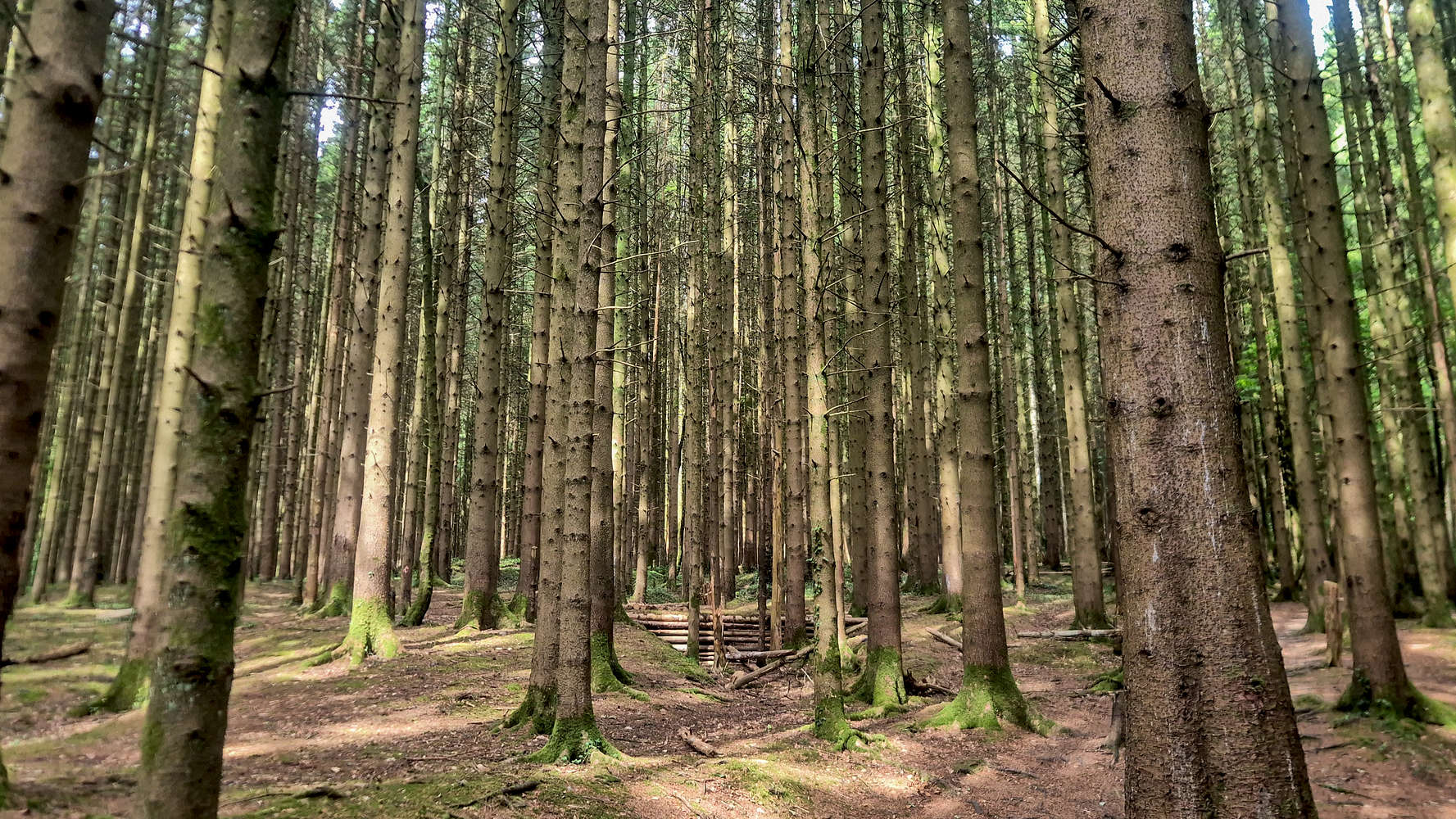 The forest of Lan Colliery.