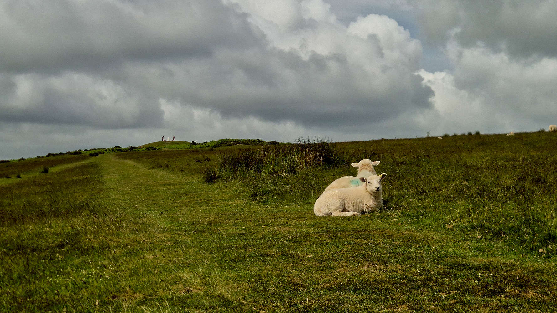 Sheep enjoying the breeze near the summit.
