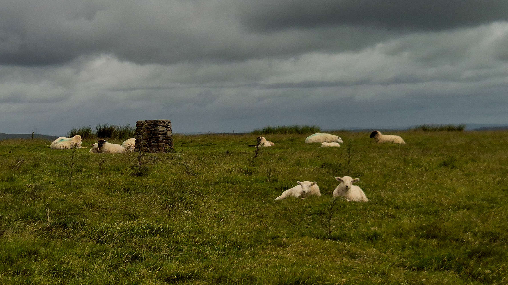 Sheep on The Garth (307m).
