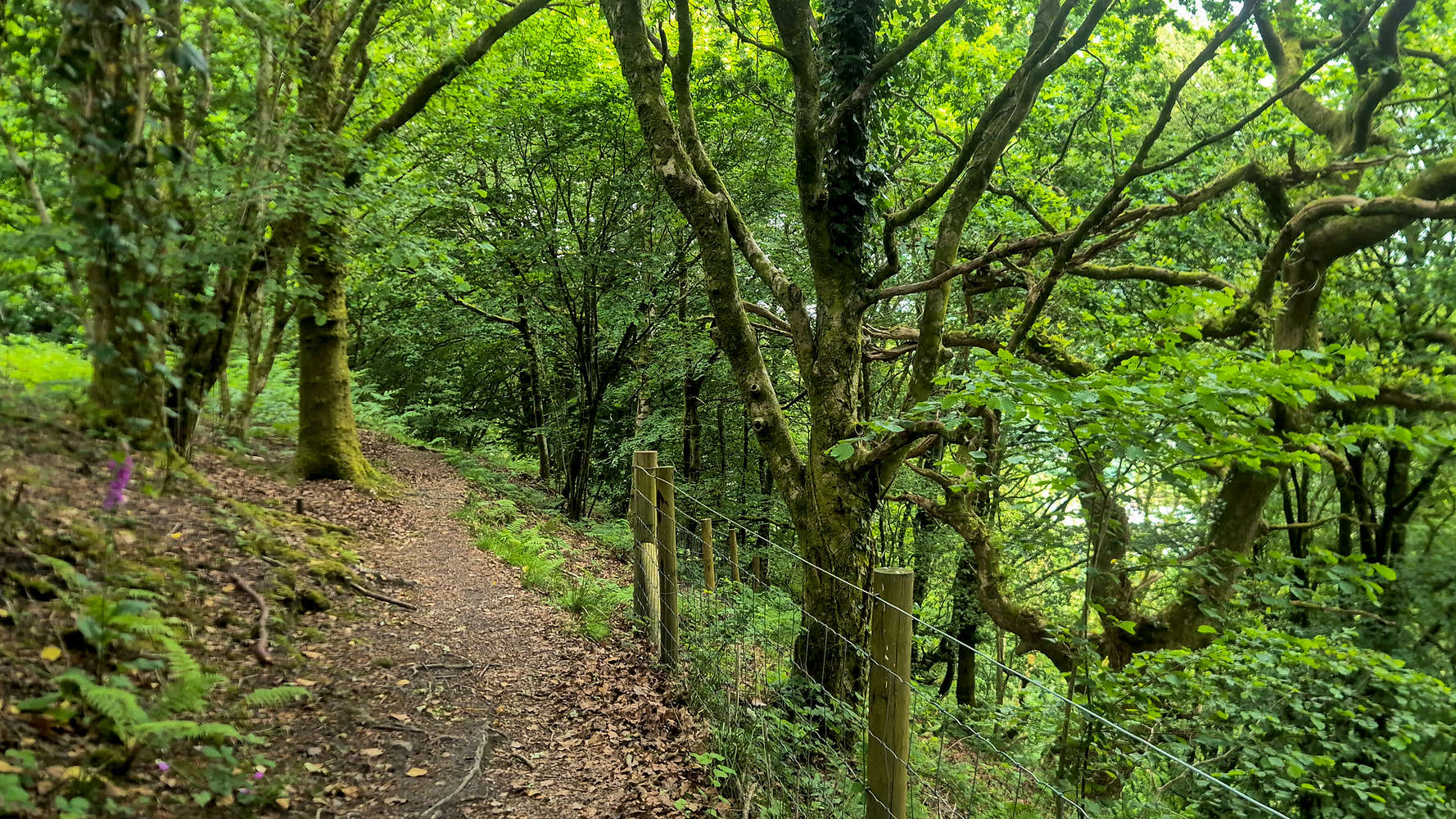 Lush forest and nice trail below The Garth (307m).