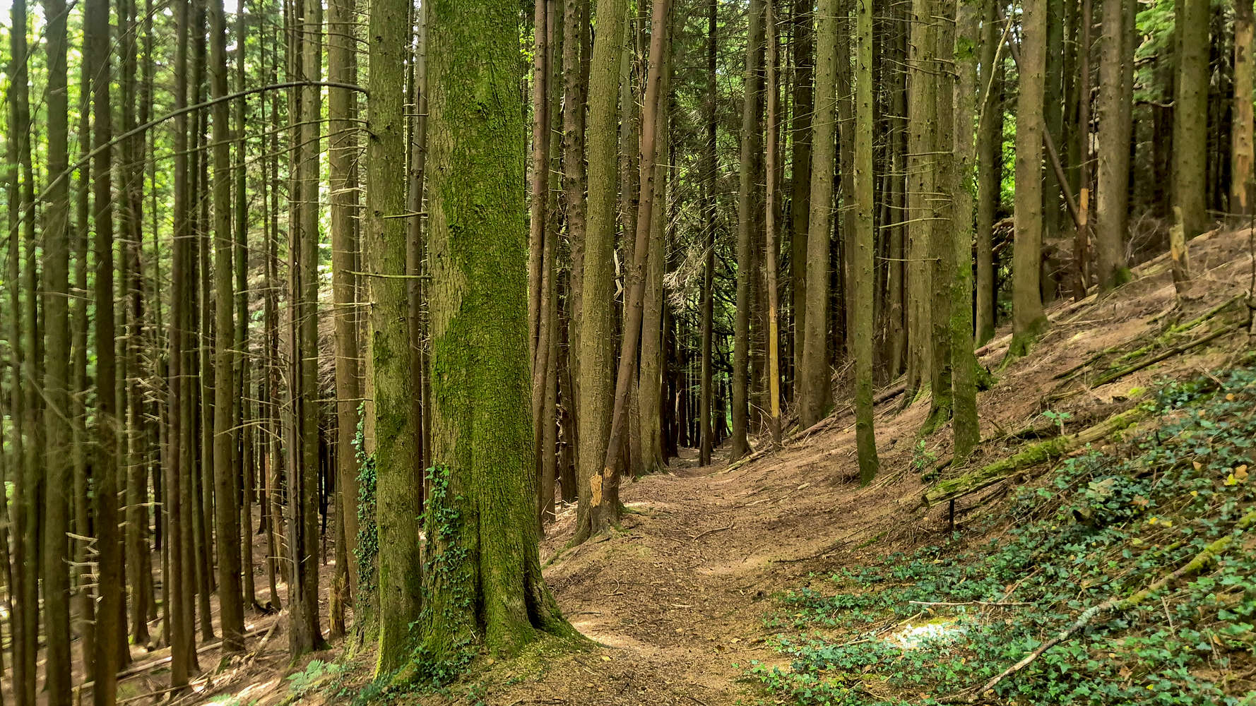 Back into the Lan Colliery forest for a bit.