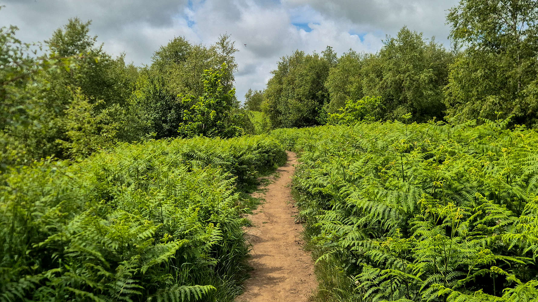 On the lush Craig yr Allt Common.