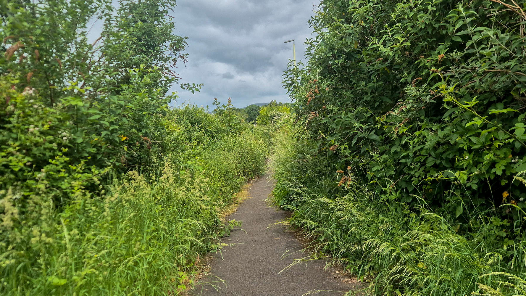 Overgrown back lanes.