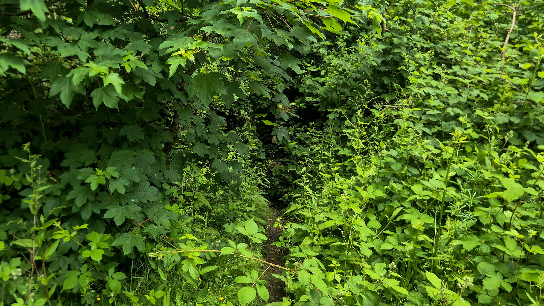 Overgrown trail-head off Taff’s Trail.