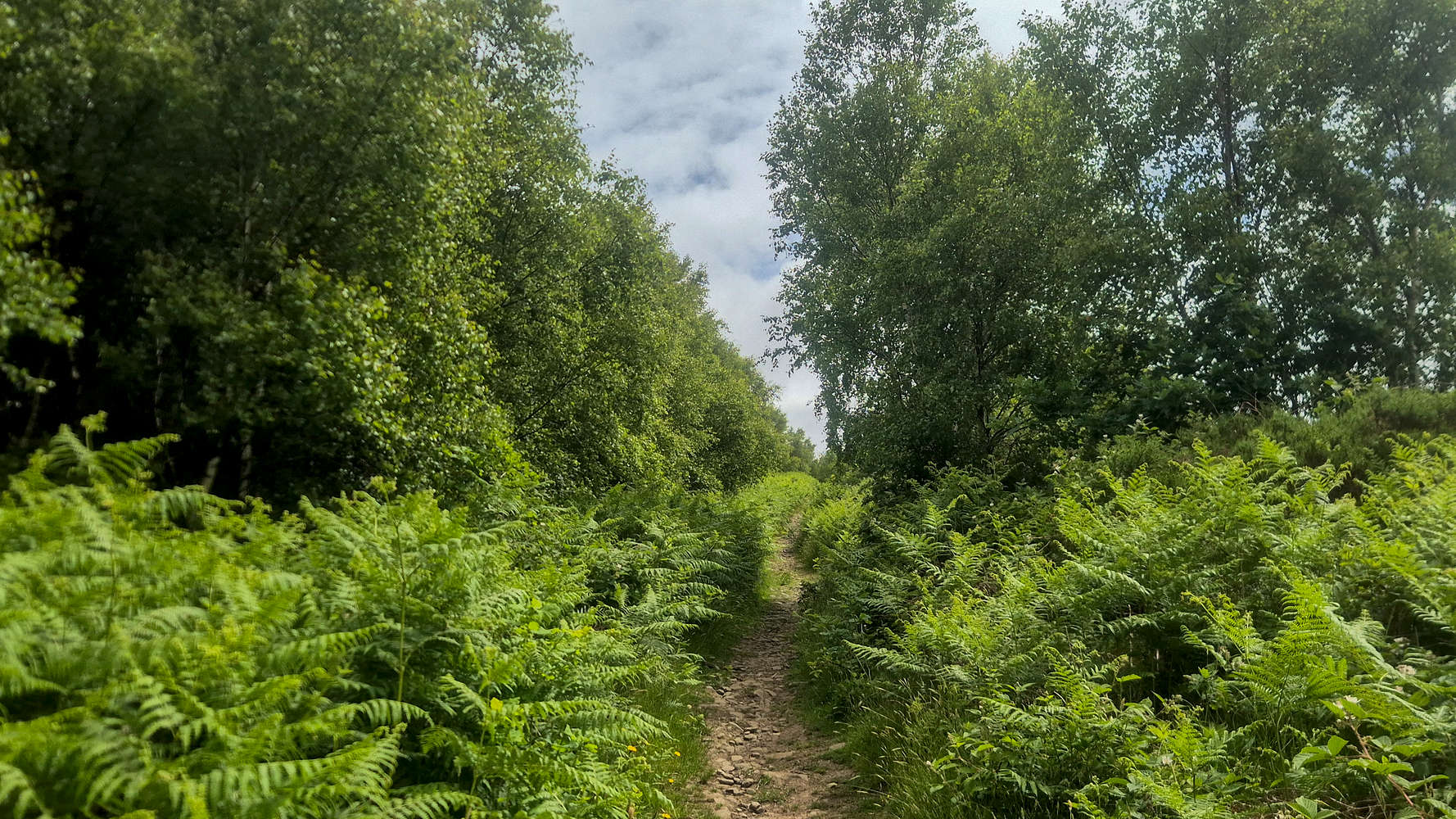 The start of the Craig yr Allt (273m) ‘ridge’.