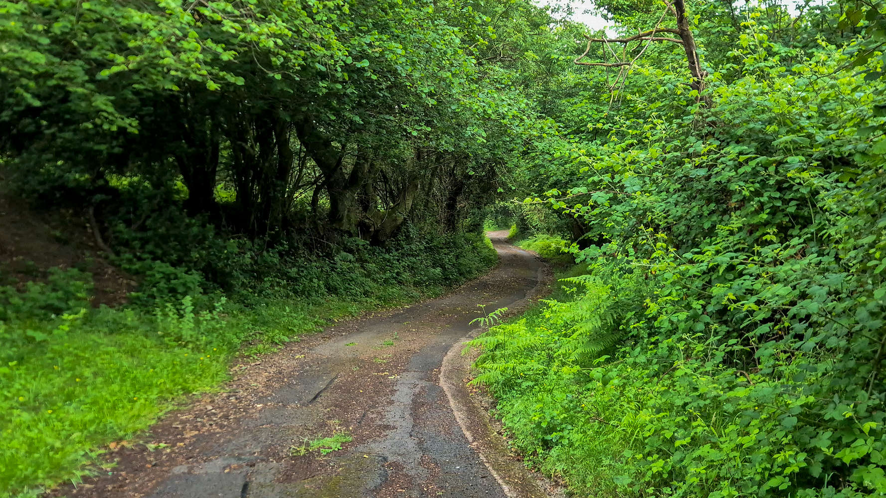 The winding & steep Ty-Canol Lane.