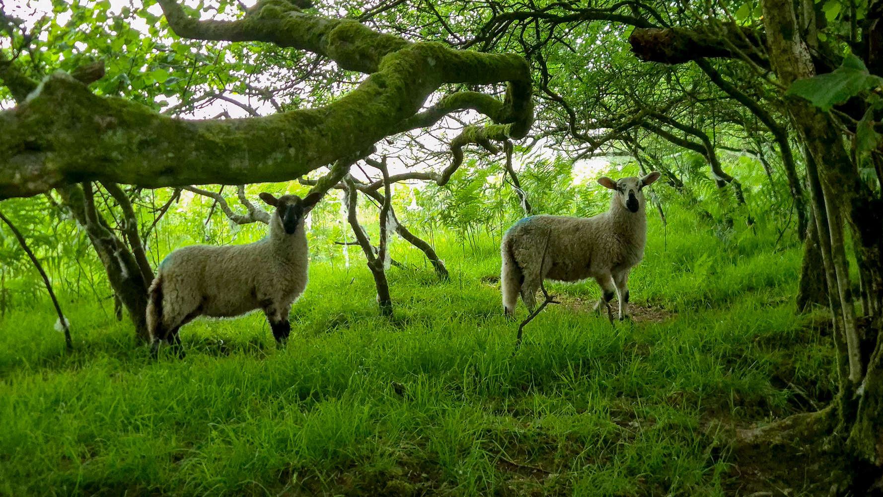Startled sheep, with their distinctive color markings.