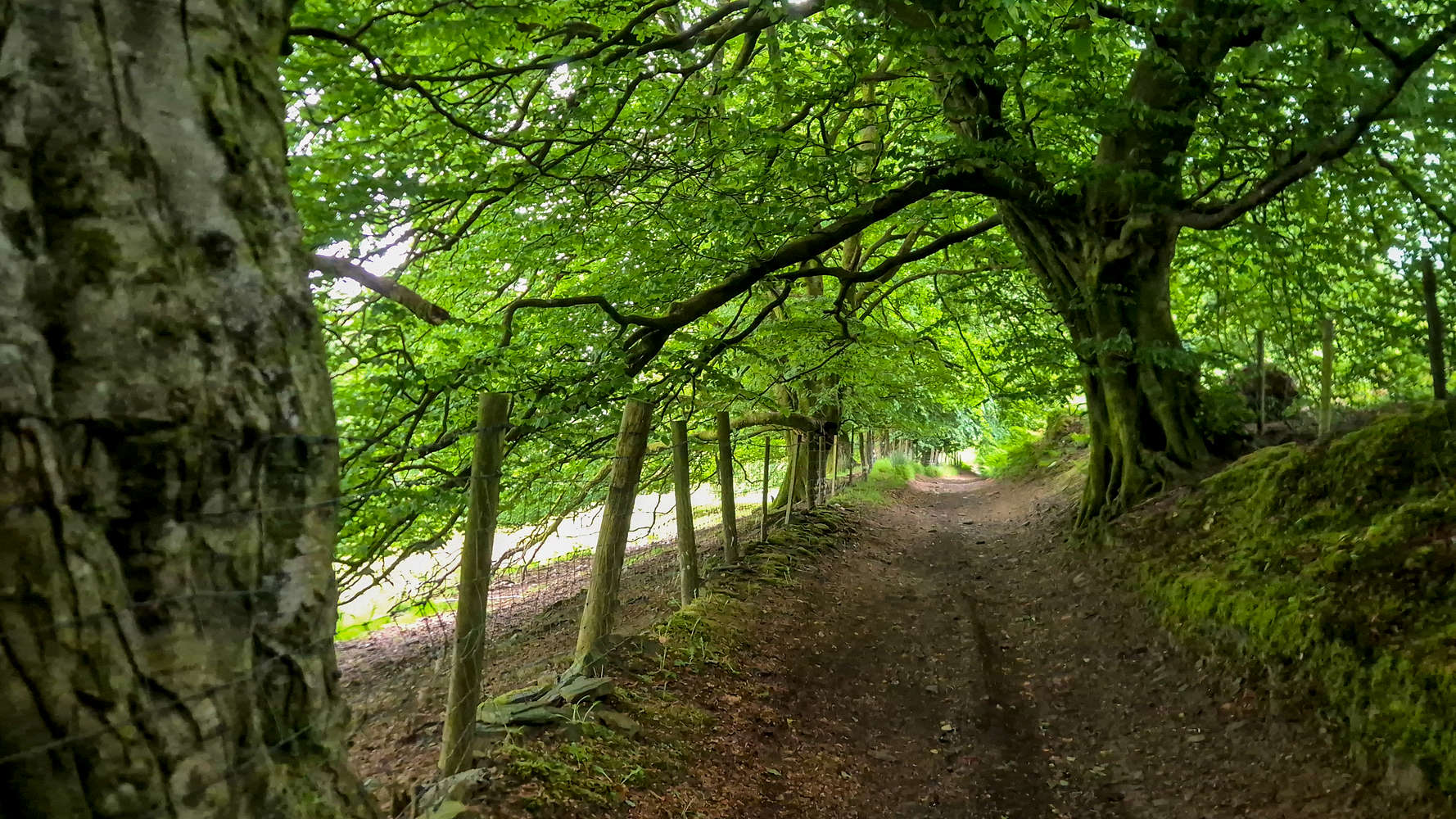 Incredible forest trail in Graig Goch.