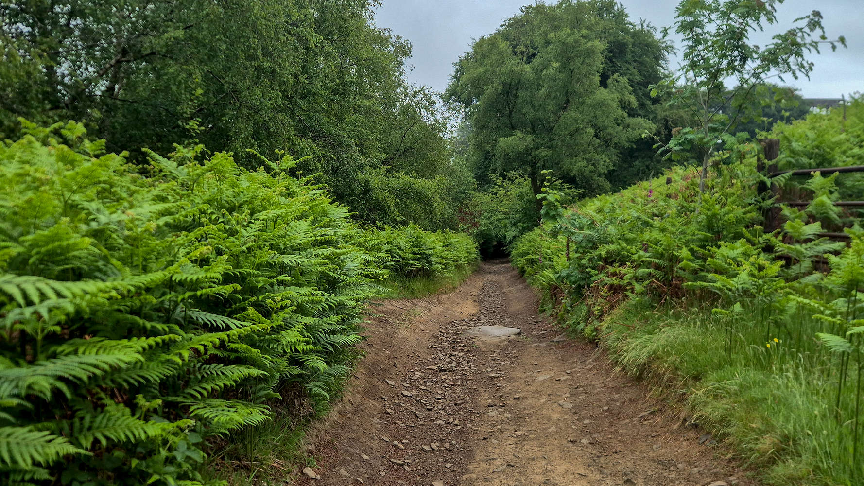 Somewhere in Graig Goch.