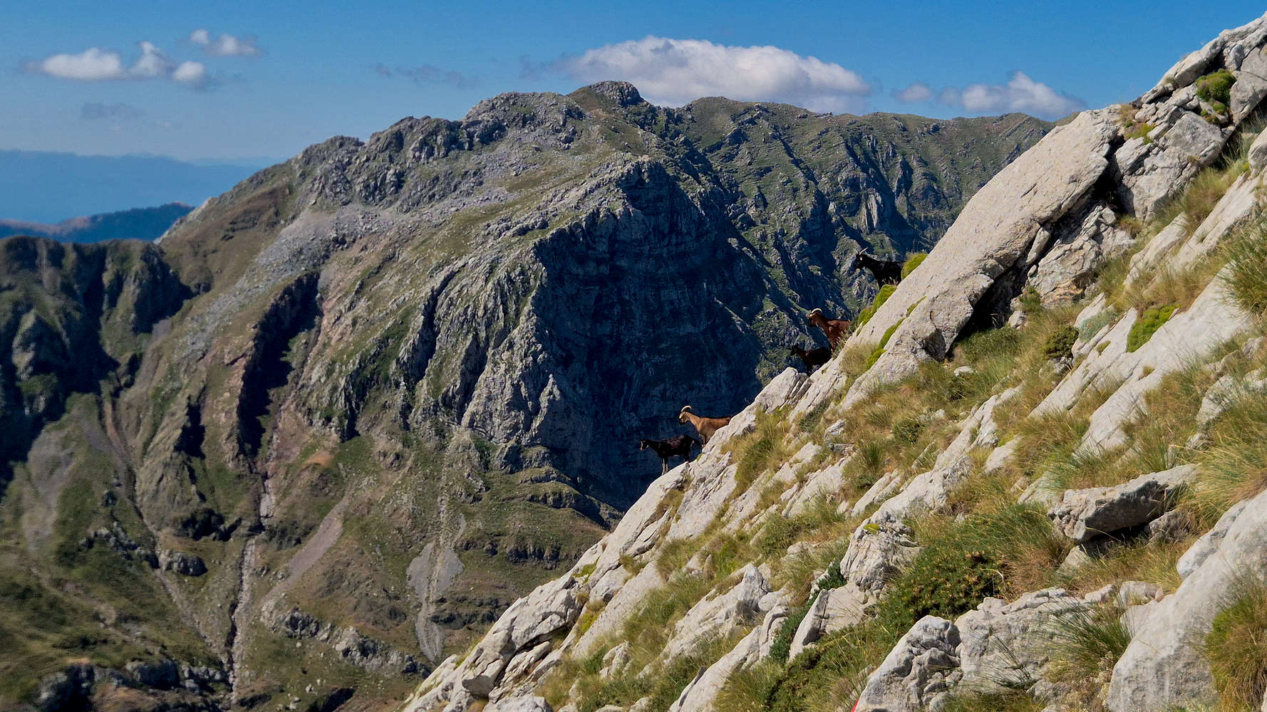 Goats enjoying an aerial position, Psili Tourla (1,950m) behind.