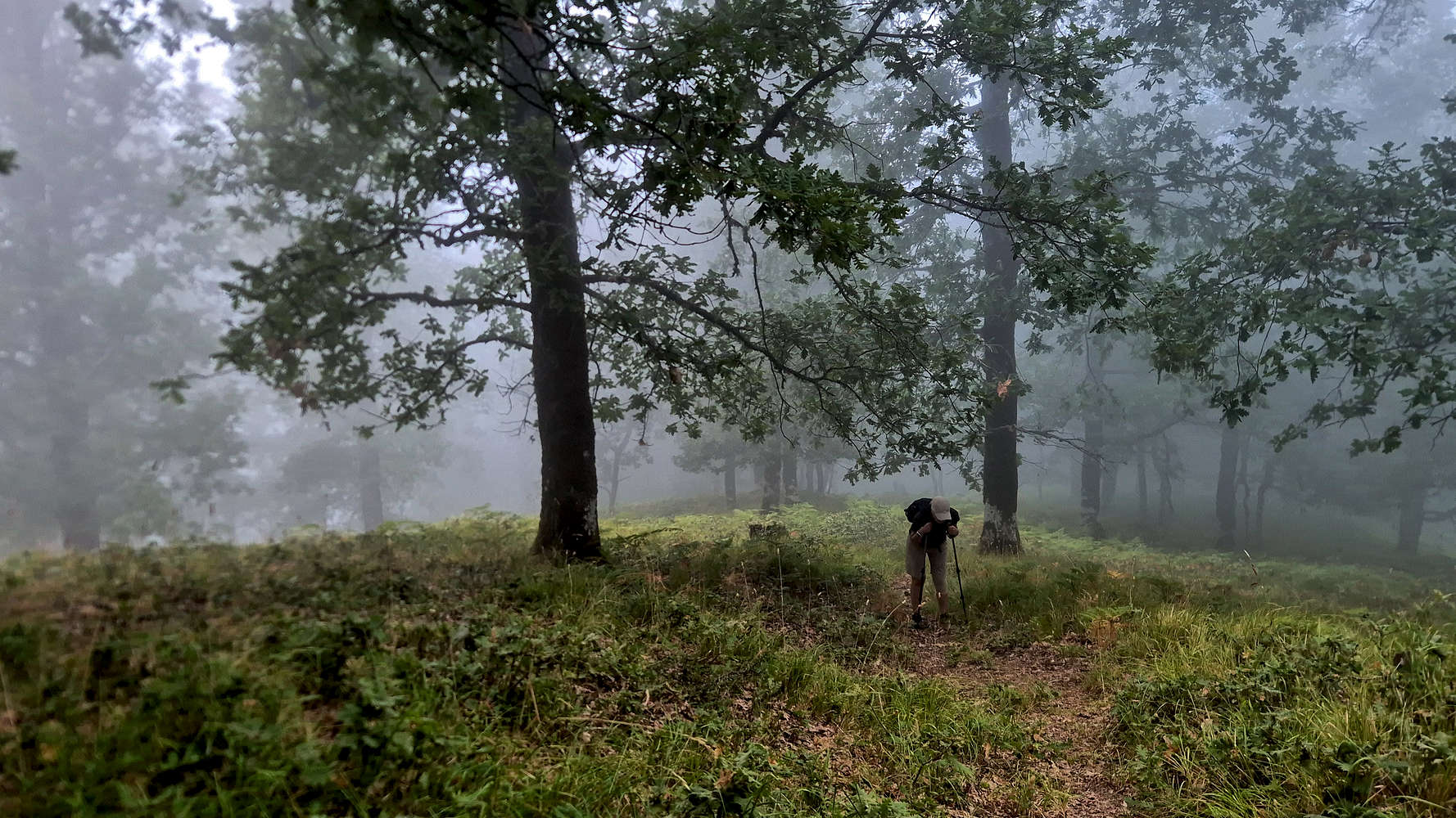 Hiking in the foggy summit forest of Oak.