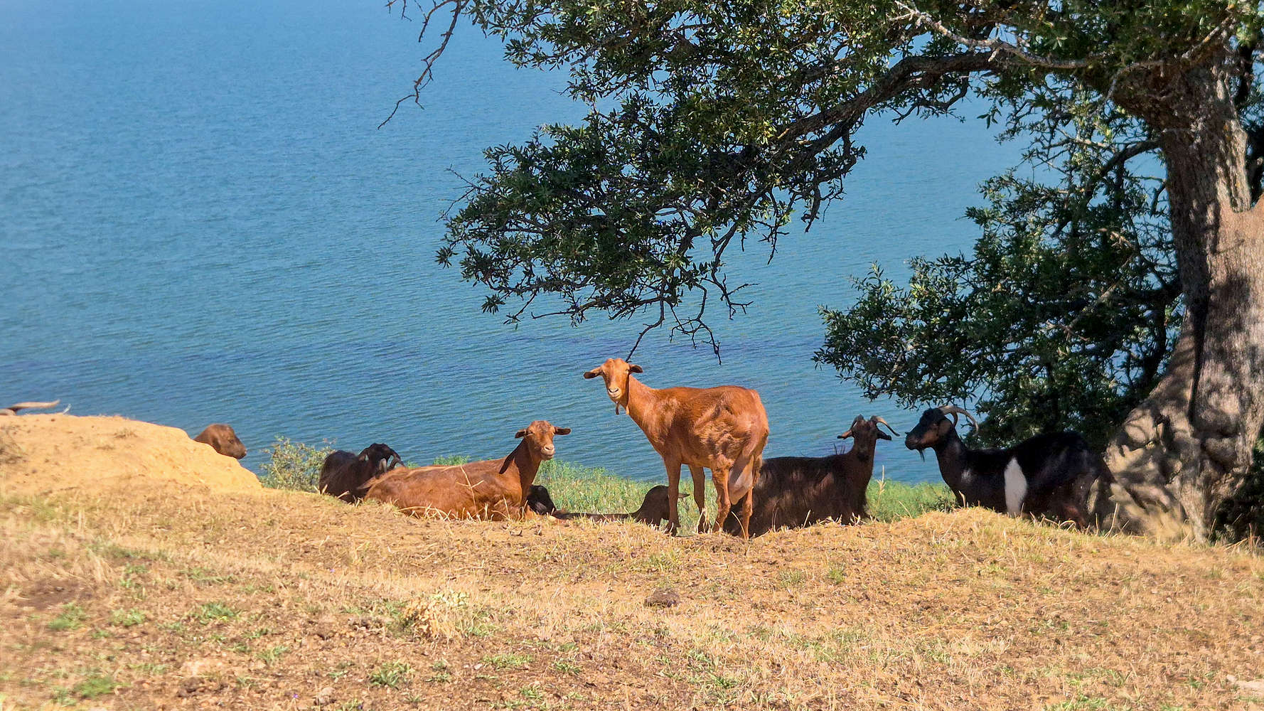 Goats enjoying the shade.