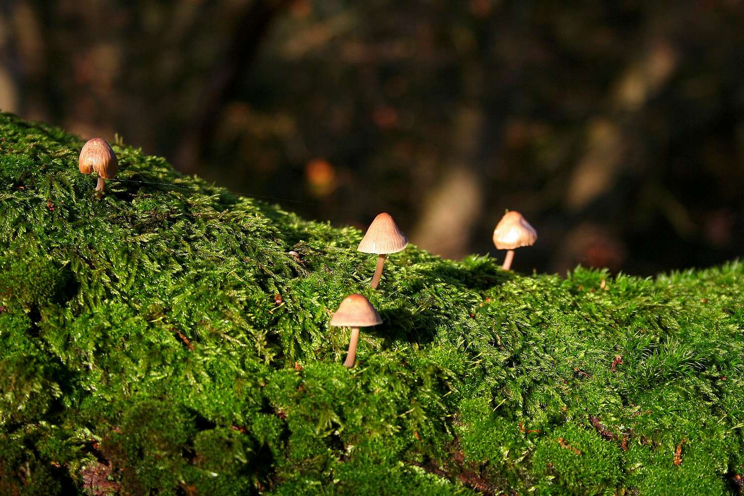 Moss And Mushroom Photos Diagrams And Topos Summitpost