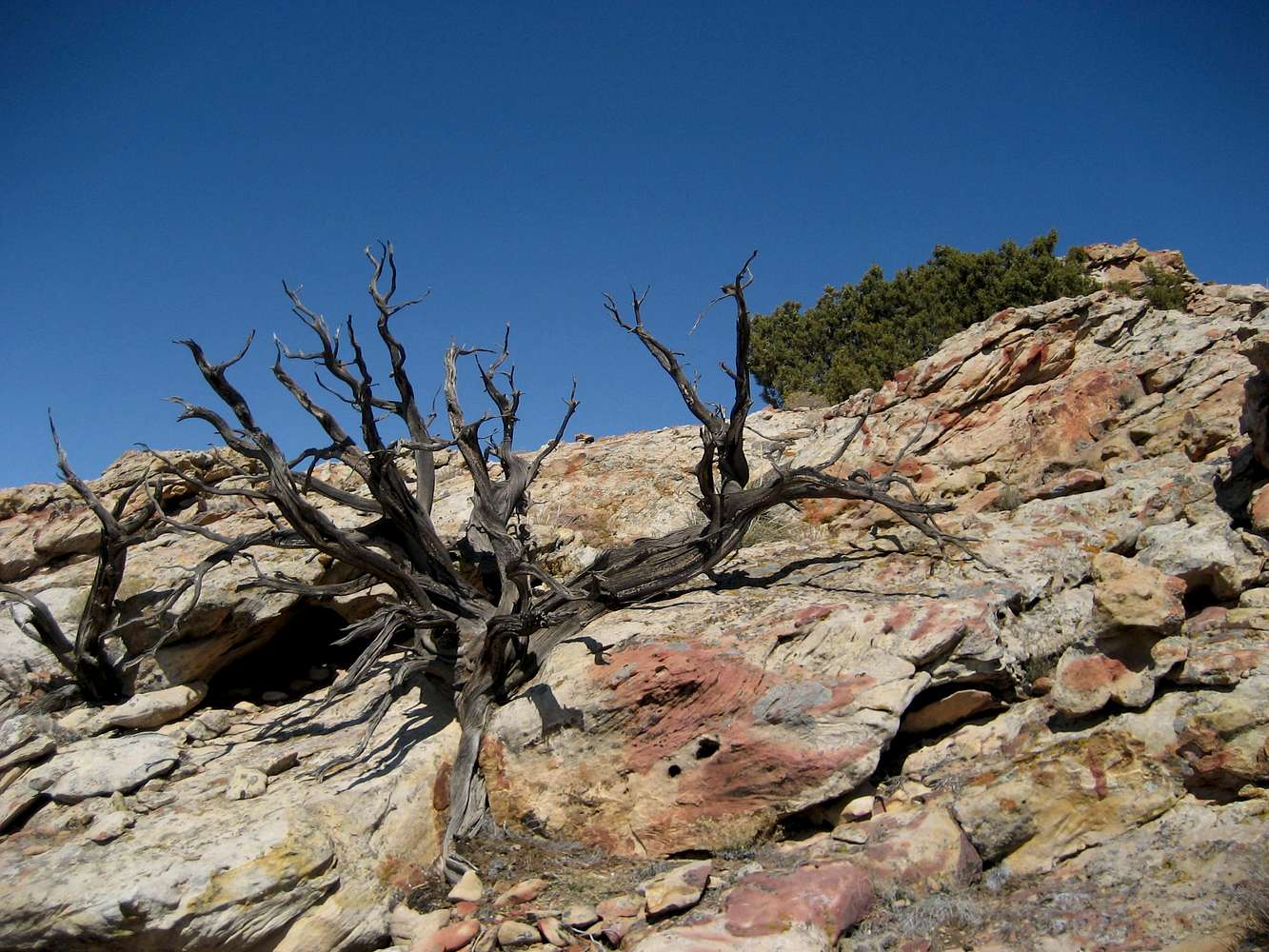 Dead tree on Sykes Mountain : Photos, Diagrams & Topos : SummitPost
