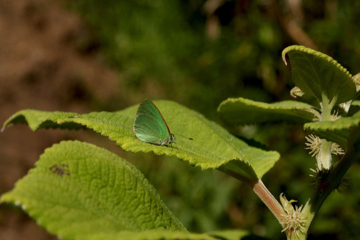 Native Koa Butterfly on a Mamaki Shrub : Photos, Diagrams & Topos ...