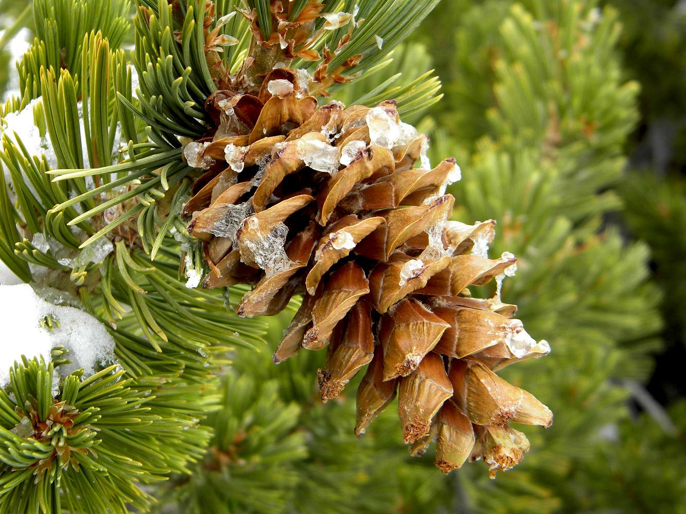 Limber Pine—Branches Flexible Enough You can Tie them in Knots