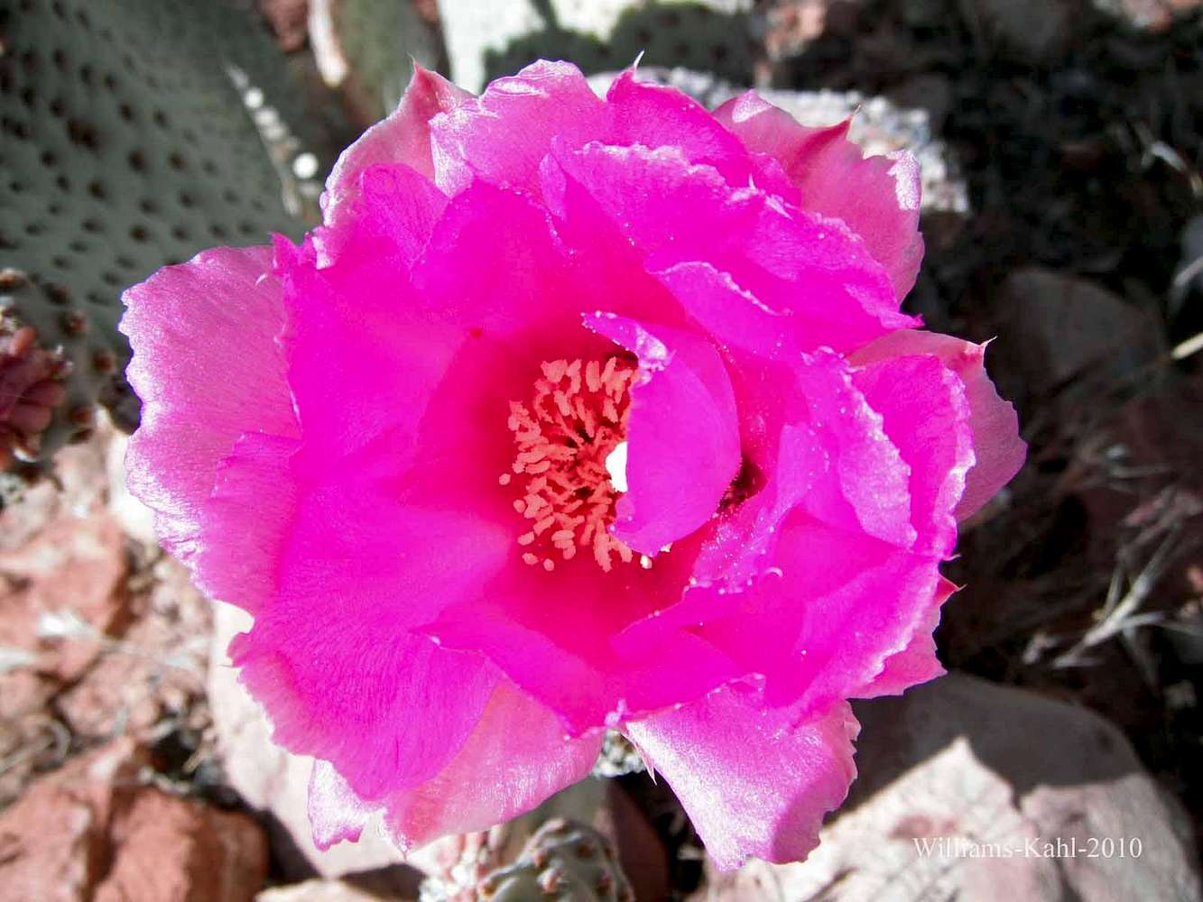 Beavertail Prickly Pear Cactus Bloom : Photos, Diagrams & Topos