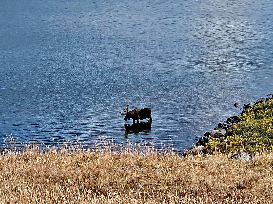 Zoomed view of moose in Mistymoon Lake Photos, Diagrams & Topos