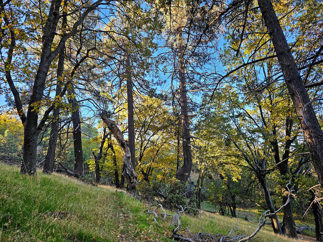 Forest : Photos Diagrams Topos : SummitPost