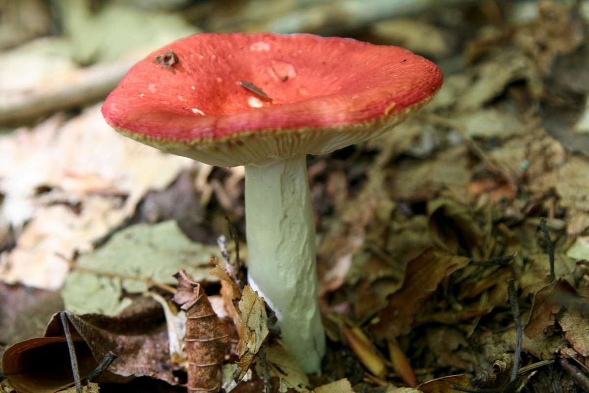 Russula Photos Diagrams Topos SummitPost Russula Photos Diagrams Topos SummitPost
