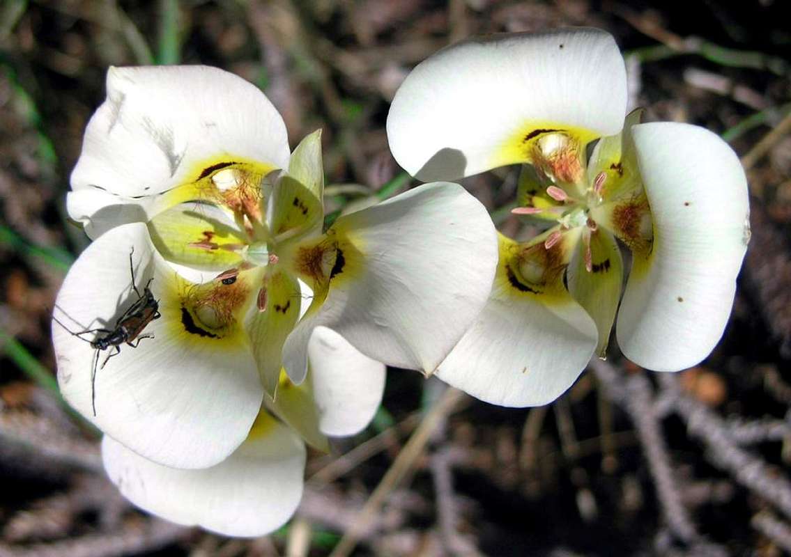 Cedar Breaks Flower : Photos, Diagrams & Topos : SummitPost