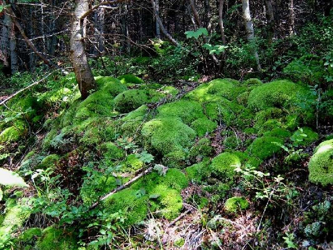 White Cushion Moss - Stock Image - C001/6061 - Science Photo Library