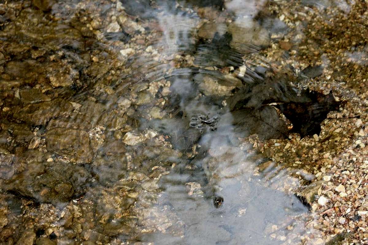 Water Strider : Photos, Diagrams & Topos : SummitPost