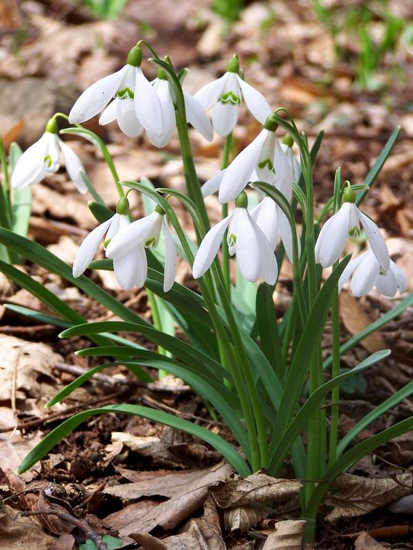 Snowdrops (Galanthus nivalis) : Photos, Diagrams & Topos : SummitPost