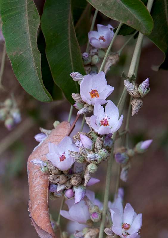 Bush Mallow Bush Mallow (Malacothamnus fasciculatus) : Photos, Diagrams & Topos ...