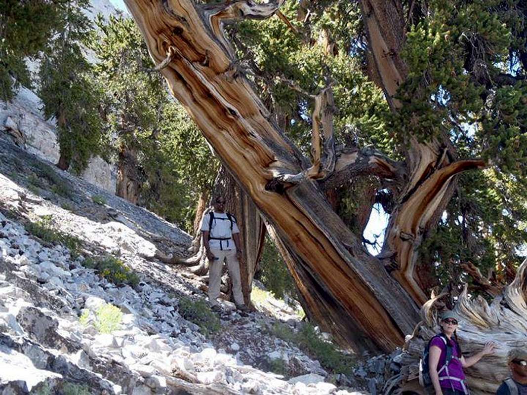 bristlecone pine : Photos, Diagrams & Topos : SummitPost