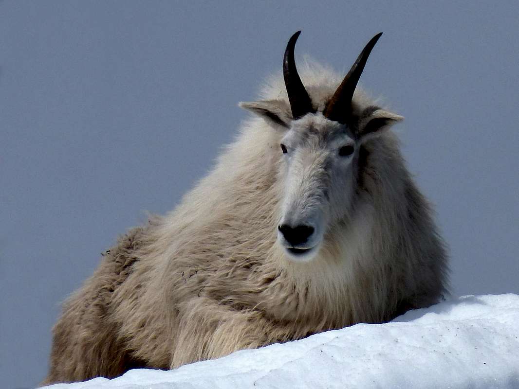 The Old Goat of Ellinor : Photos, Diagrams & Topos : SummitPost