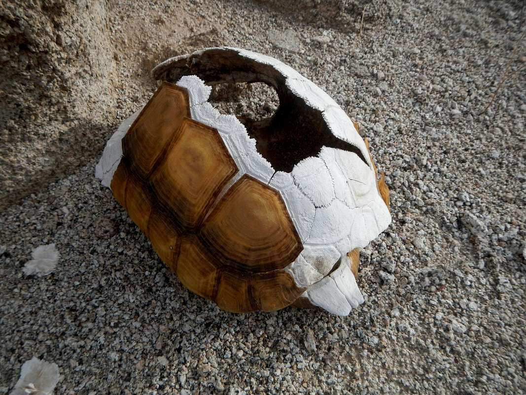 Tortoise Shell : Photos, Diagrams & Topos : SummitPost