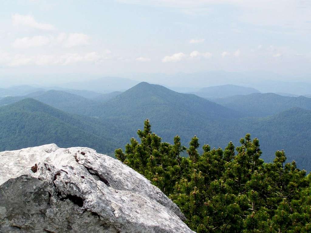 View with dwarf pine