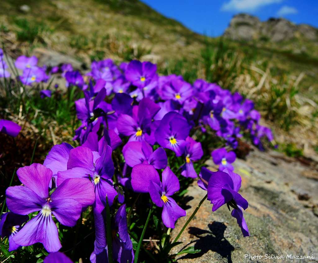 Viola Tricolor, Appennino Parmense