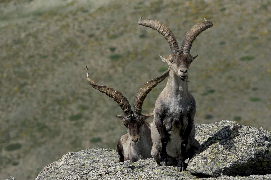 Gredos Ibex - note Ho Chi Minh beard :-)