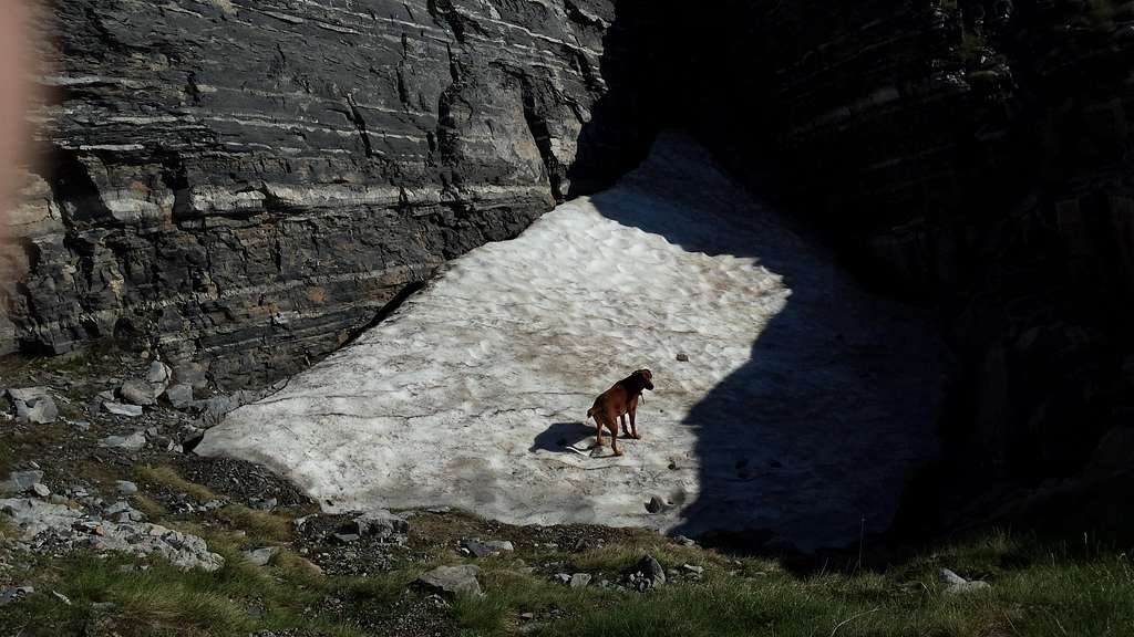 Dog exploring the snow-hole at 