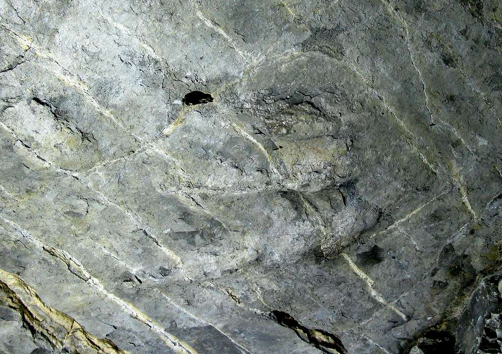 The footprints of the Jurassic