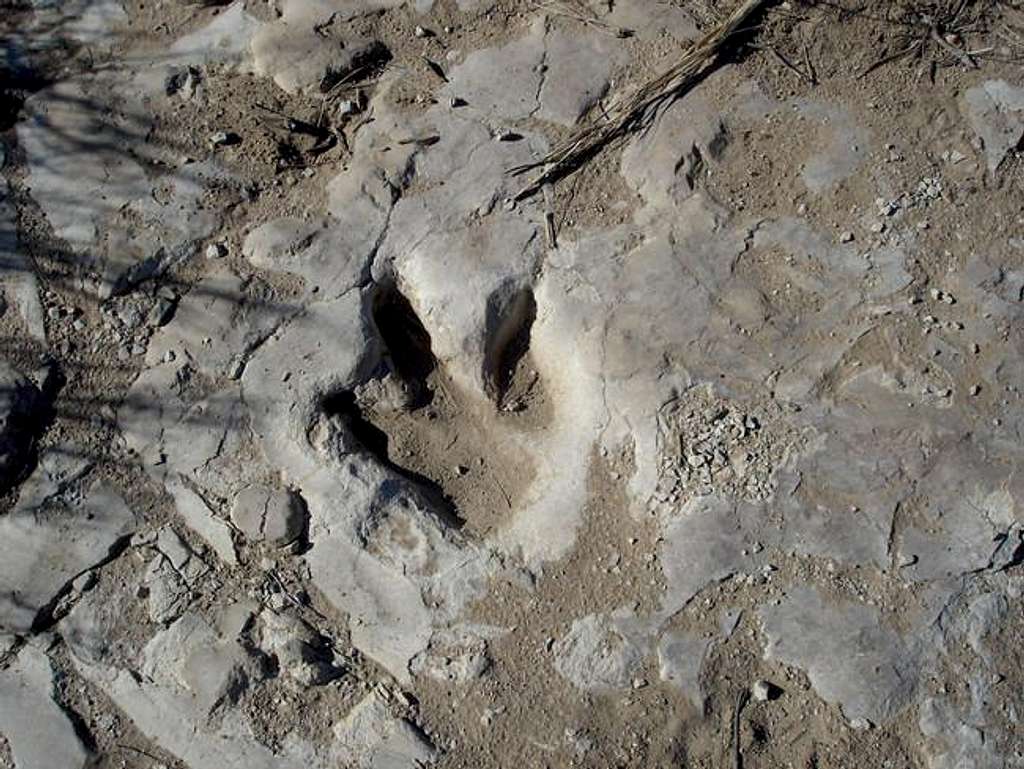 Allosaurus footprint