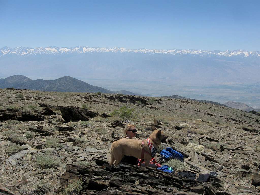 Happy Pup & the High Sierra