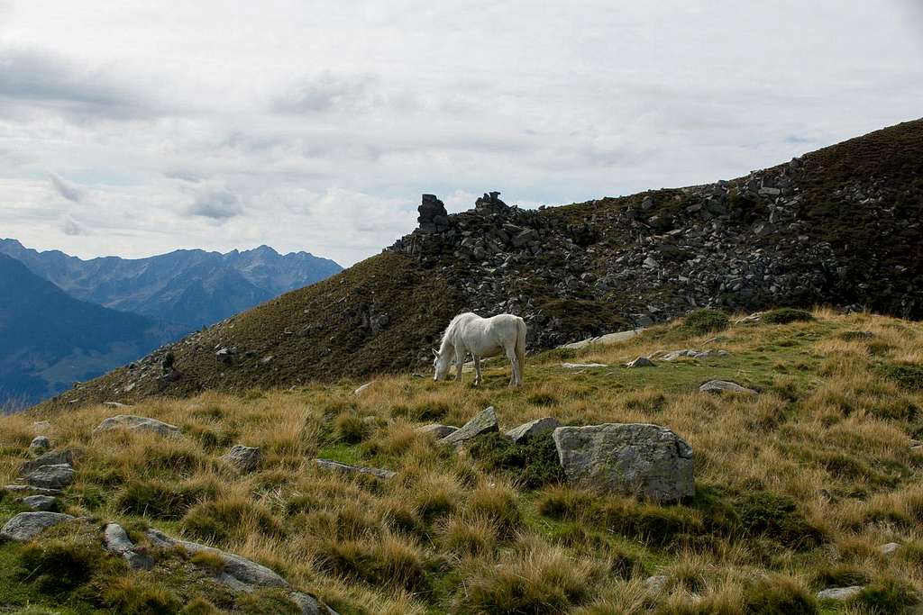 Lonesome horse